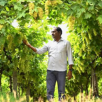 Horticulture Farming Expands Across Mahabubnagar District