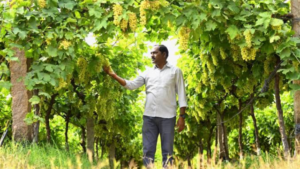 Horticulture Farming Expands Across Mahabubnagar District