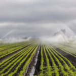 Farmers Adopt Micro Irrigation Systems to Improve Water Efficiency