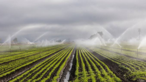 Farmers Adopt Micro Irrigation Systems to Improve Water Efficiency