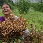 Groundnut Cultivation Continues to Strengthen Rural Economy