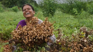 Groundnut Cultivation Continues to Strengthen Rural Economy