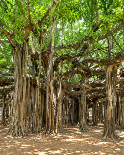 🌳 Pillalamarri